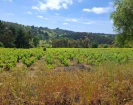 Imagen de VENDO PARCELA AGRICOLA EN GUARILIHUE ALTO COELEMU